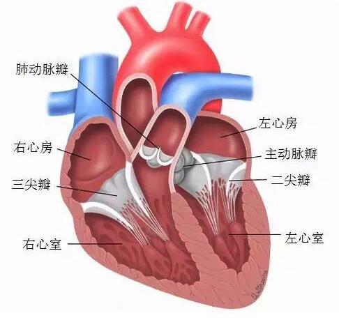 第2次大动作!蓝帆医疗收购瑞